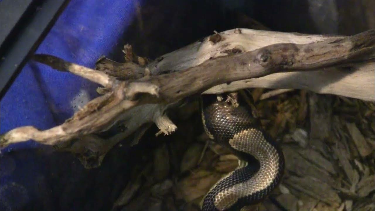 Chalice Ball Python has a meal YouTube
