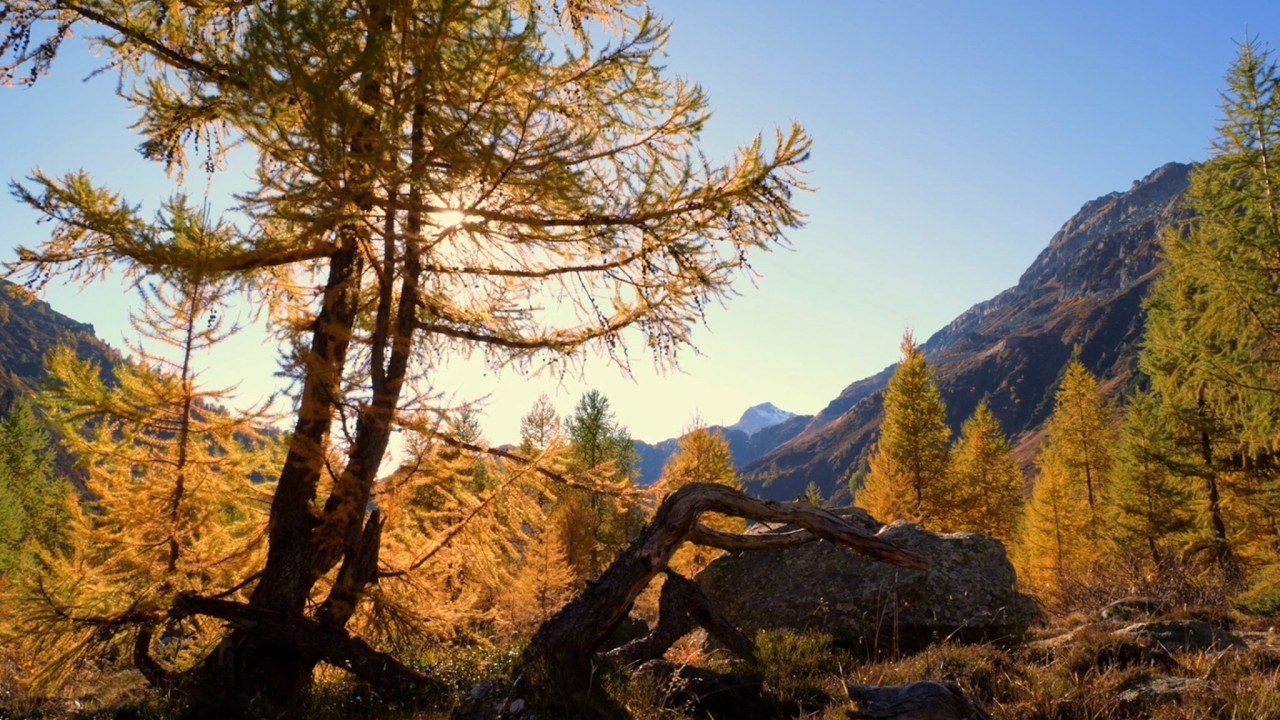 Bird Sounds for Sleep | 10 Hours of Peaceful Forest Nature Ambience (No Music)