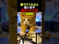 撫でてくれると思いきや裏切られた猫