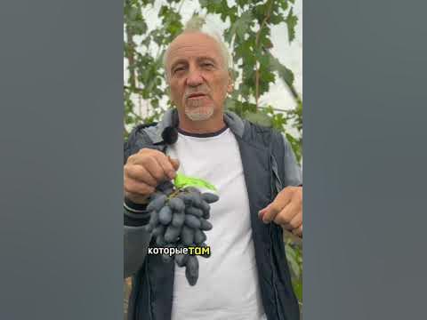 Рембо. Народный сорт №1 - YouTube