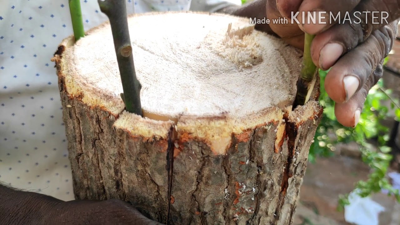 Big mango tree Grafting by bark Grafting in english - YouTube