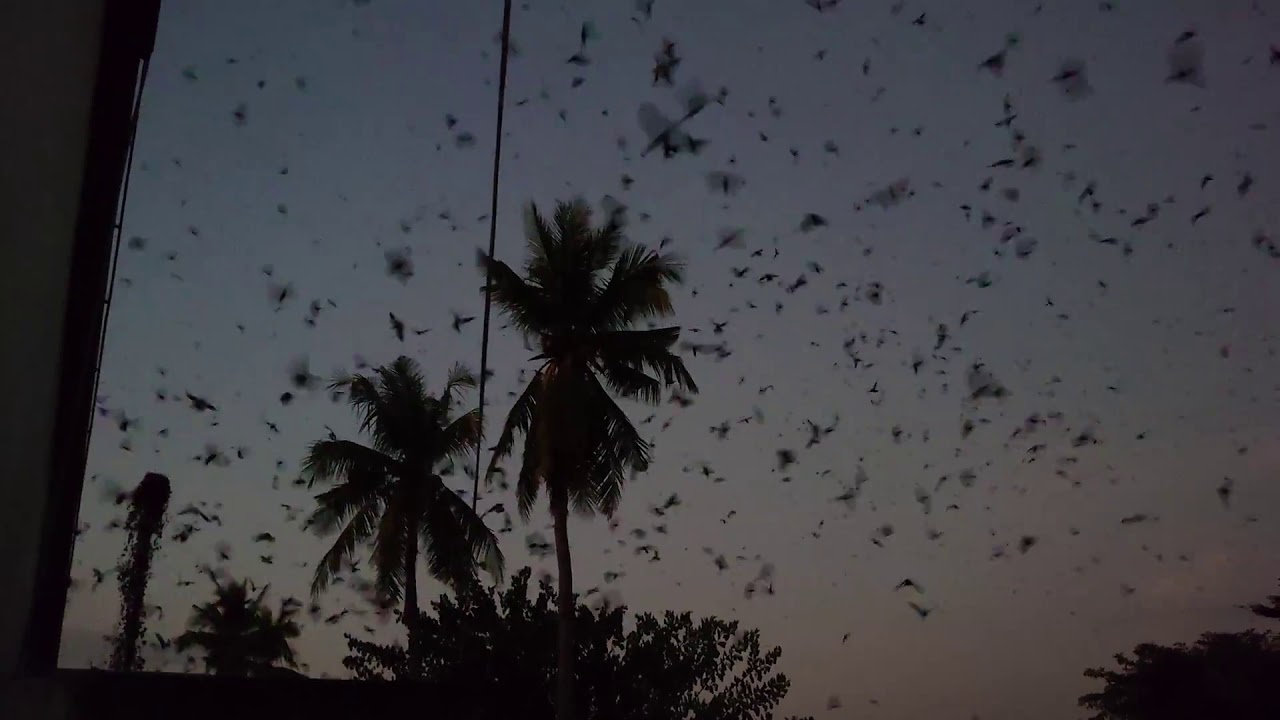 Suara walet in Cambodia