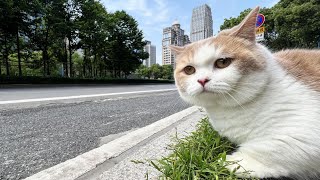 Cat drama: Beli who ran away from home《离家出走的小肚》#catvideos  #funnycats #cat