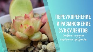 видео: Переукоренение и размножение суккулентов пнями 🌿 Обрезка эхеверий картинка: Переукоренение и размножение суккулентов пнями 🌿 Обрезка эхеверий