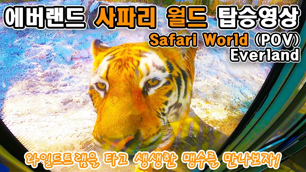 에버랜드 사파리월드 와일드트램 탑승영상 - Safari World Wild Tram (POV) Everland
