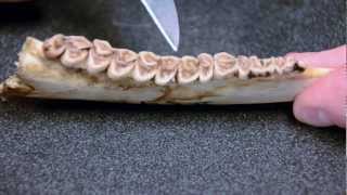 White-tailed Deer Jawbone Aging: Part 2 -- Tooth Wear