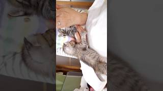 待ちきれない赤ちゃん子猫が早く早くと催促してくる? #gatto #kitten #cat #meow