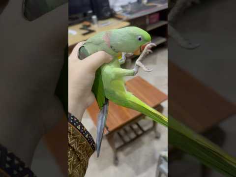 Sharati Toota Pkra Gya Cute Youtubeshorts Youtuber