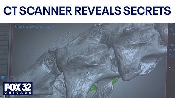 CT scanners unveil creepy secrets at Chicago’s Field Museum