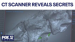 CT scanners unveil creepy secrets at Chicago’s Field Museum