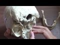 INTRODUCTION OF SKULL