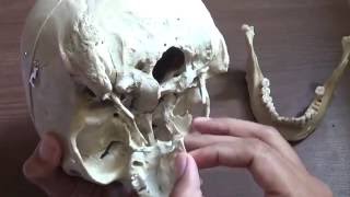INTRODUCTION OF SKULL