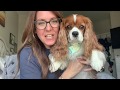 Review of my Cavalier King Charles Spaniel!