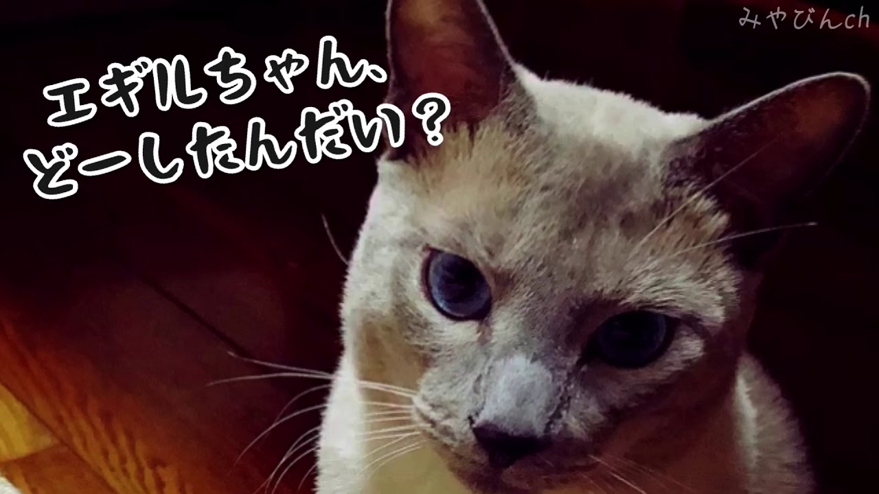 正義の味方灰色仮面 おもしろかわいい猫動画 節分で鬼のお面でなく 灰色の仮面で登場です 動物がかわいいyoutube動画はここだ