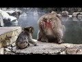 Japanese Snow Monkeys in November at Jigokudani Monkey Park