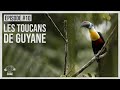 EP#10 - LES TOUCANS DE GUYANE