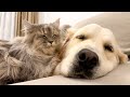 Golden Retriever and Cat are Inseparable Friends
