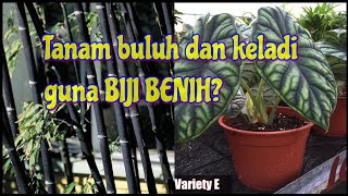 Menyemai Benih Buluh Hitam & Keladi Dari China