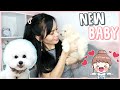 BUY VS ADOPT?! WE HAVE A NEW DOG! | Bichon Frise Puppy ❤️ の動画、YouTube動画。