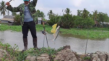 câu ca tra sông// câu trúng bày cá tra nhỏ ăn liên tục không kịp bóp mòi