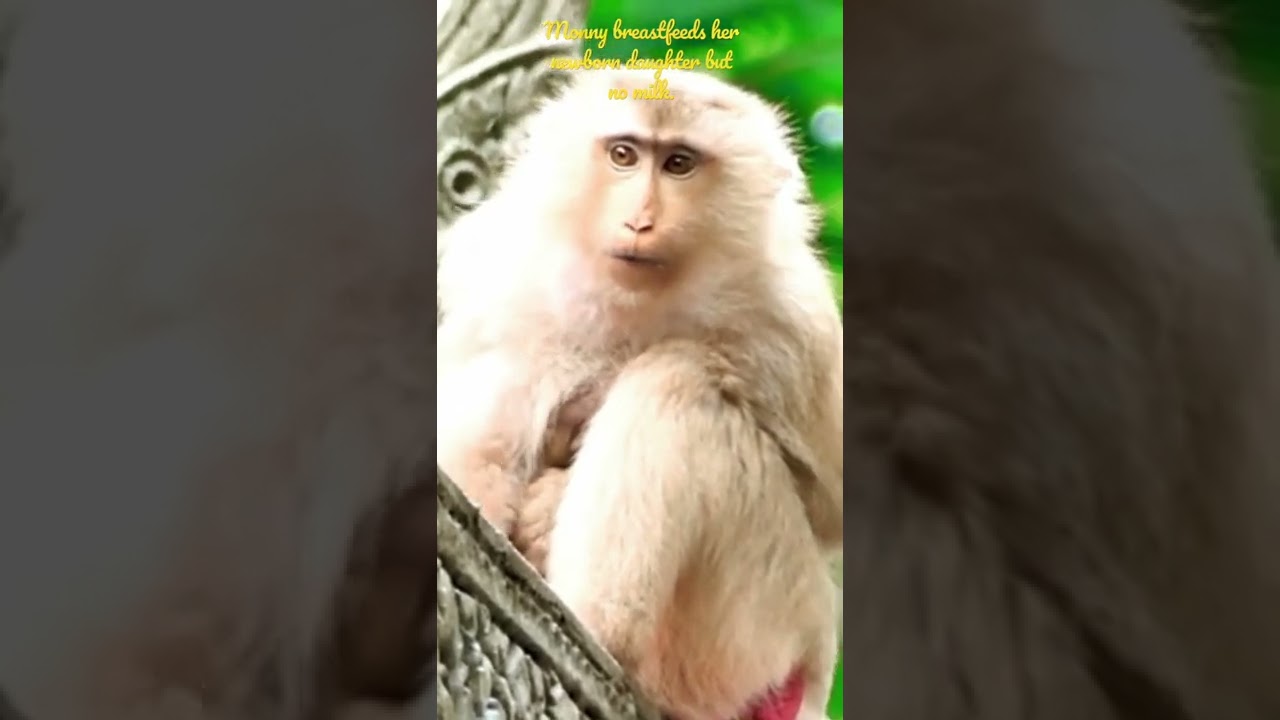 Monny just gave birth to a cute baby monkey Marco