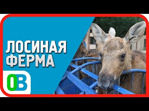 ЛОСИНАЯ ФЕРМА - Государственный природный заказник Сумароковский