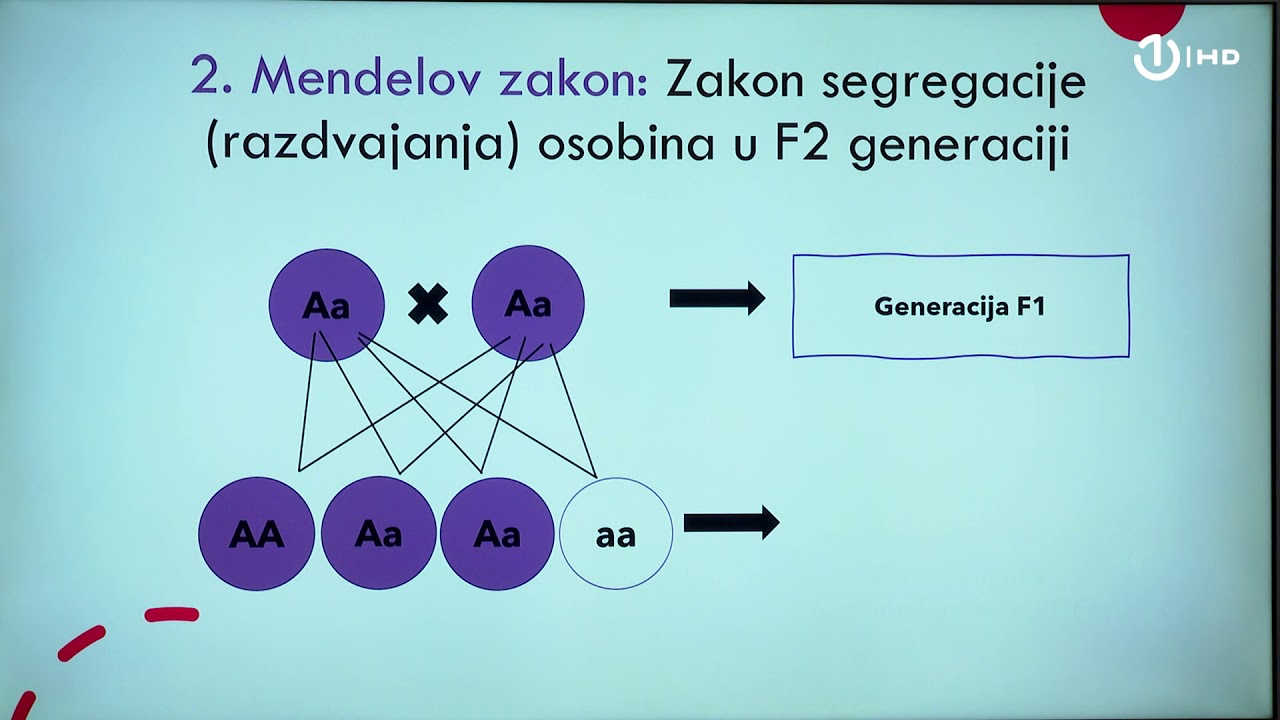 Domaća zadaća za 9. razred: Biologija - Mendelovi zakoni