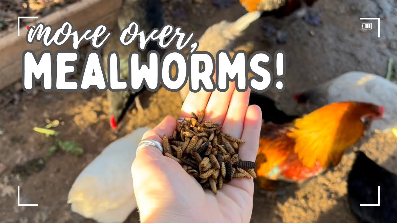 GrubTerra Black Soldier Fly Larvae Grubs | Better than Mealworms?! | Product Review