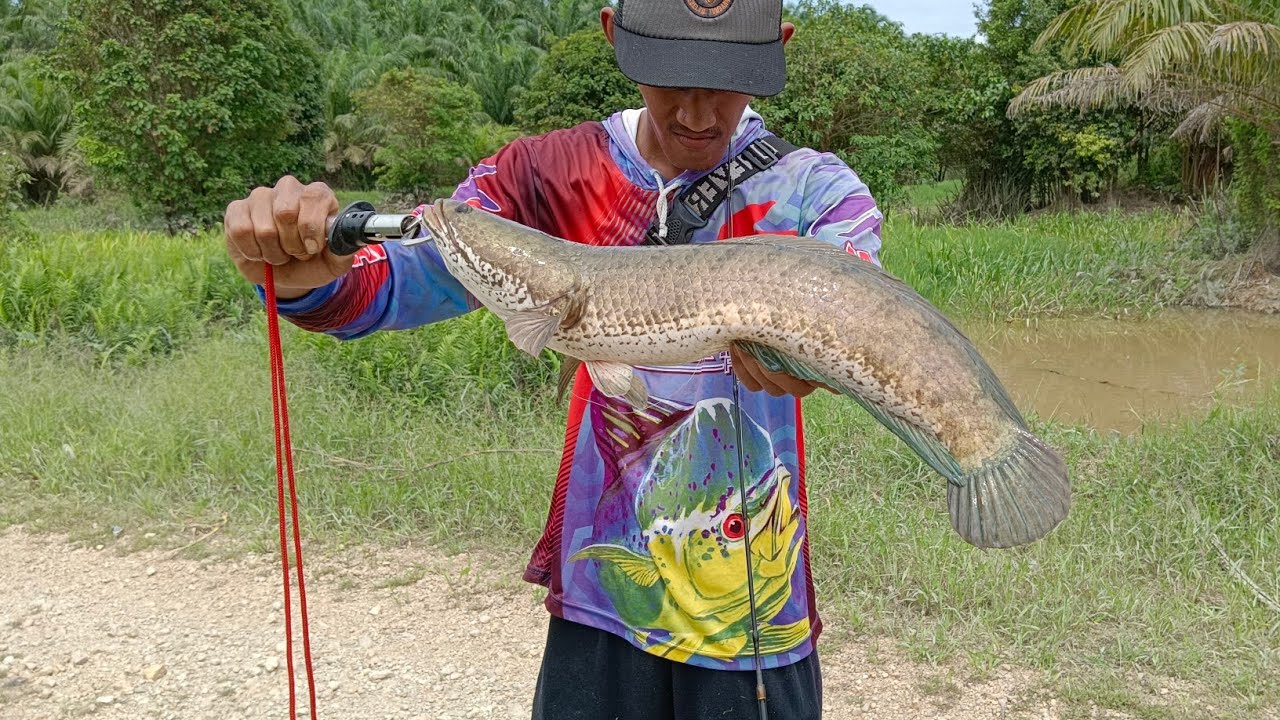 ikan gabus mega tergoda saat melihat karet lembut