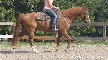 Royal Fleck***For info, price, etc., go to our website*** Valley View Ranch