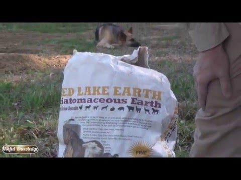 How to Kill Fire Ants Naturally without Pesticides or Poison | Useful Knowledge