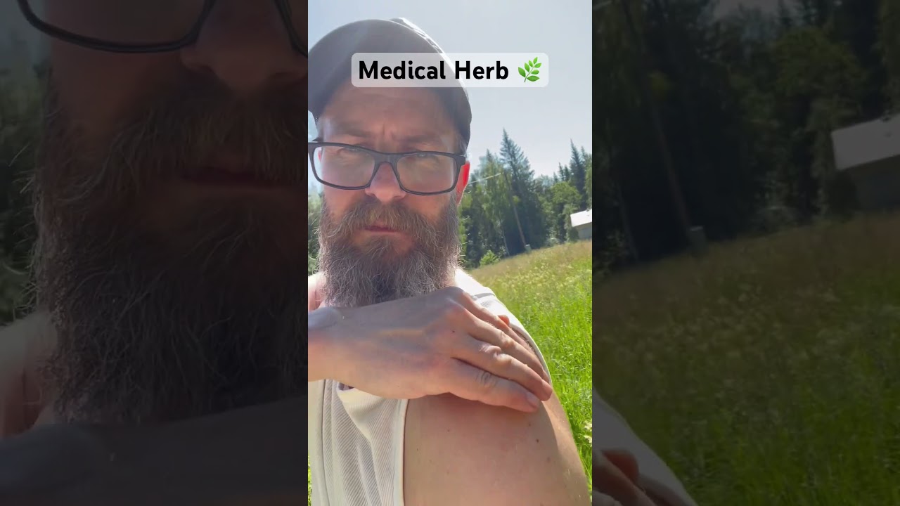 Medical Herb 🌿 to reduce insect bites 