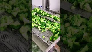 Broccoli cleaning processing line #broccoli #vegetables #cleaning #machine