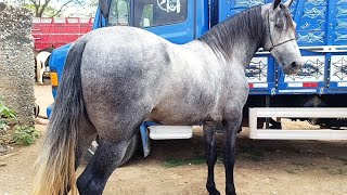 FEIRA DE CAVALO DE CARUARU, LINDOS CAVALOS MANGALARGA DE LUXO NA FEIRA #nordeste