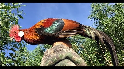 Cuab Qaib Qus 2018 -  Yos Hav Zoov 2018, Hmoob Entertainment