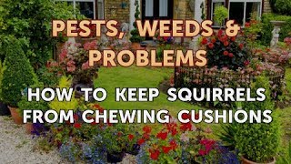 How to Keep Squirrels From Chewing Cushions