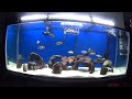 Como tener el agua cristalina de tu acuario (Mario Blogs)