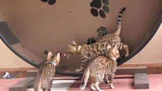 Kittens on  the Cat Wheel