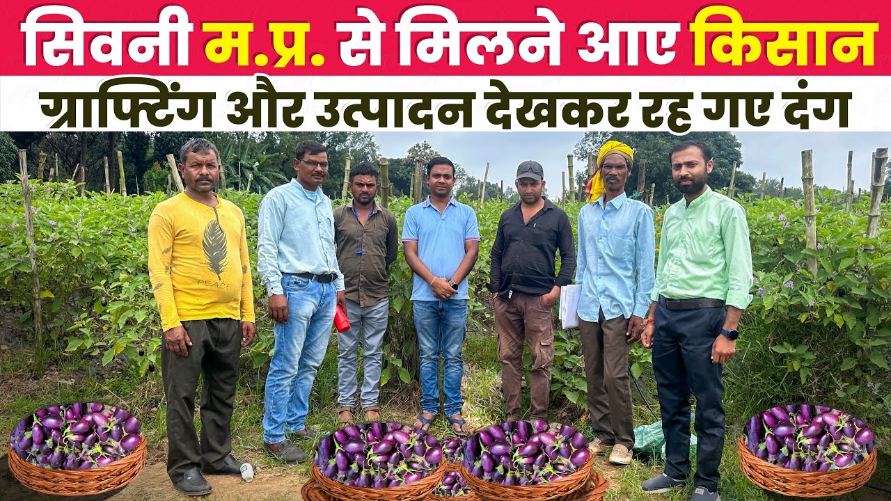 Фермеры в Мадхья-Прадеше были ошеломлены, увидев выращивание привитых баклажанов. Как выращивать ...