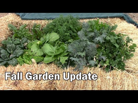 Video: November Havearbejde – Hvad skal man gøre i midtvestlige haver om efteråret