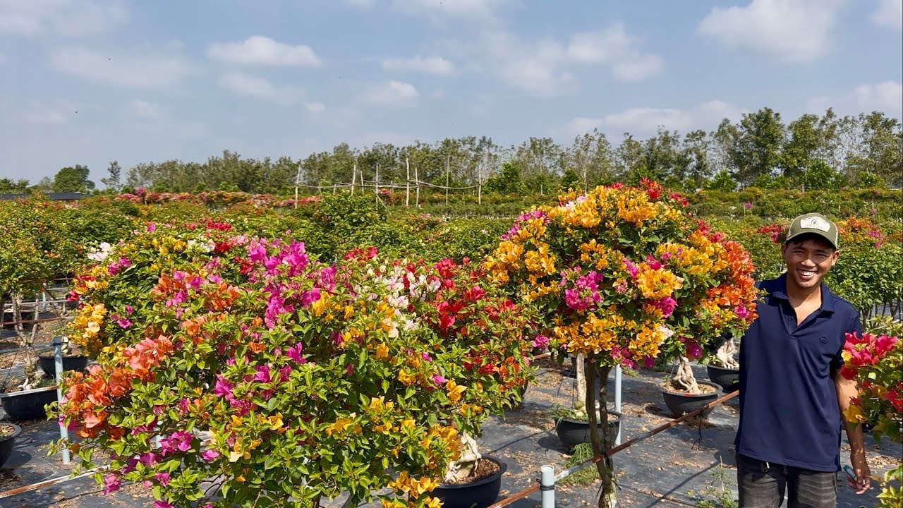 Hoa giấy Tết siêu đẹp giao lưu sỉ và lẻ, ngũ sắc thái bao phí ship  ☎️0765.998.660 Thanh Nguyên