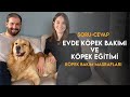 Evde Köpek Bakımı,Komut ve Tuvalet Eğitimi İçin Tüm Sorularınızı Yanıtladık | Köpek Bakım Masrafları