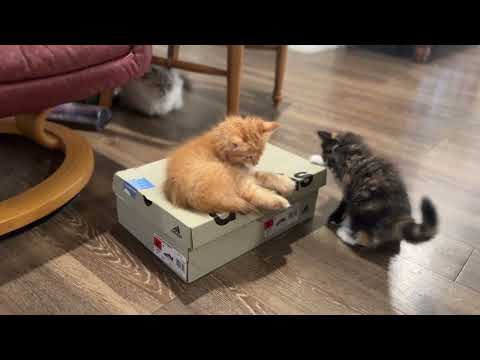 8 Week Old Kittens vs Adidas Shoe Box 🐾 Cutest Playtime Ever! #Kittens #KittenPlaytime #Adidas box