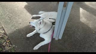 Husky boy super excited Husky girl visited by 2DogsVlogs 165 views 1 month ago 5 minutes, 12 seconds