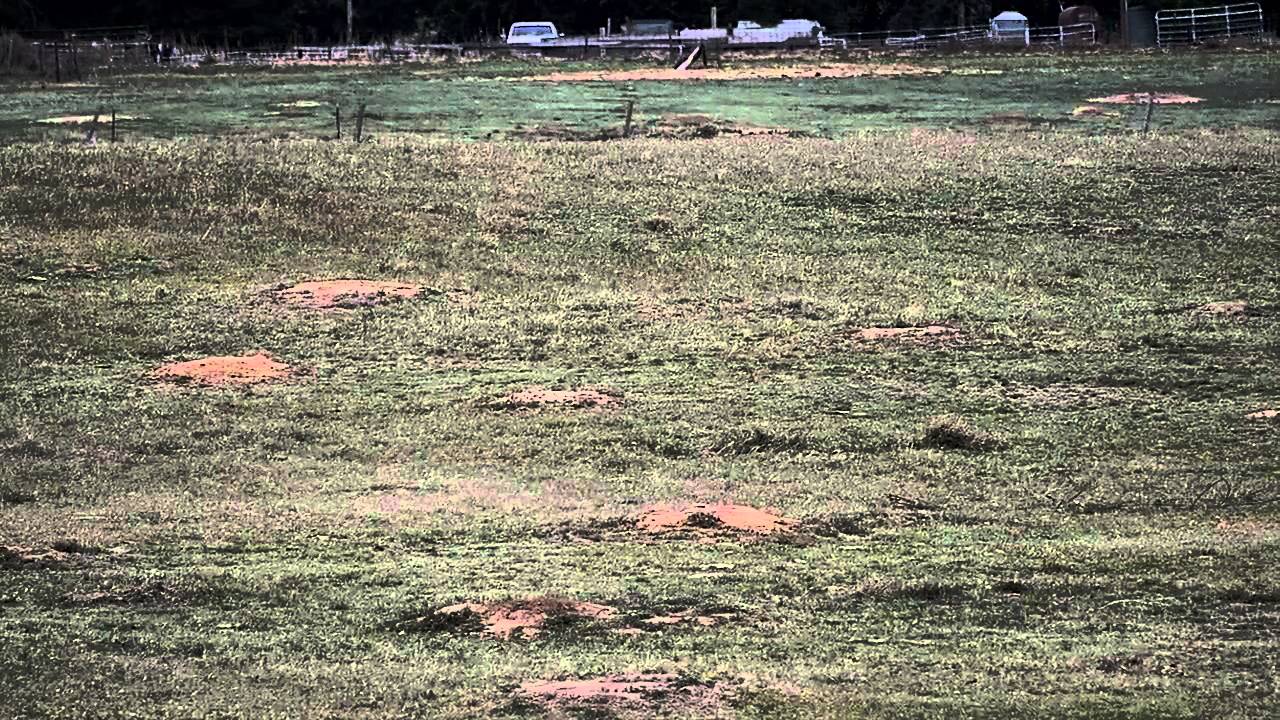 Prairie Dog Hunting 2014 Kansas Prairie Dog Kills YouTube