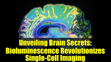 Unveiling Brain Secrets: Bioluminescence Revolutionizes Single-Cell Imaging