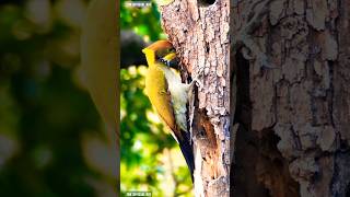 Big Yellowcrested Woodpecker When Looking For Food It Taps Trees With Its Beak Very Fast birds