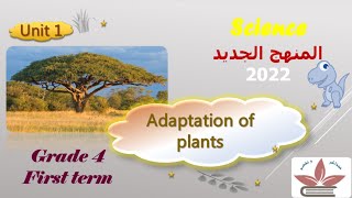 Science Acacia tree (Adaptation of plants part 1) #ساينس_رابعه_المنهج_الجديد_2022 #science _grade_4.