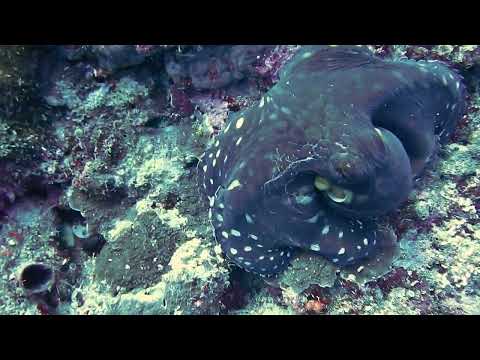 How fast can an octopus change color? Octopus Camouflage | changes color, texture and shape|