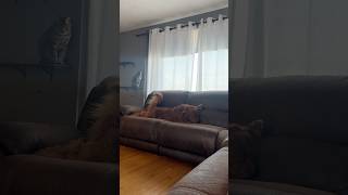 Roll Around, Roll Around